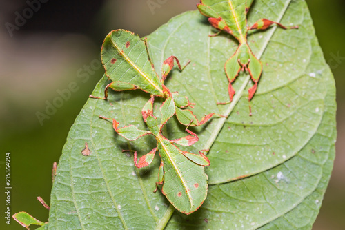 Leaf insect (Phyllium westwoodi) photo