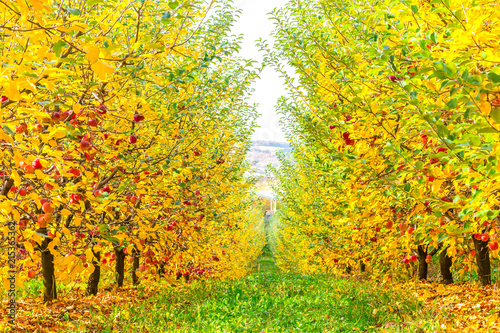 Fototapeta Naklejka Na Ścianę i Meble -  Yellow leafed orchard with ripe red apples ready for harvesting