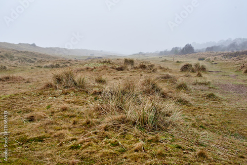 misty moorland landscape