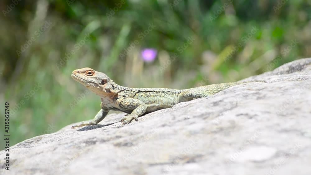 Portrait of a brown lizard on a rock, Georgia. Joe-Joe Portrait of a brown lizard on a rock, Georgia. Joe-Joe
