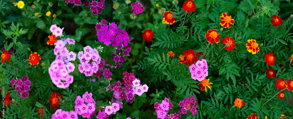 Panorama of a flower bed. Design of a summer flower bed in urban conditions. Blooming phlox and marigolds in the panorama.