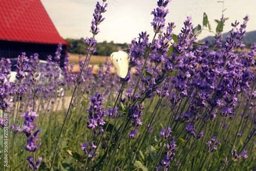 Fototapeta Naklejka Na Ścianę i Meble -  Lavender Flowers 
