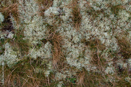 close up texture of foliage