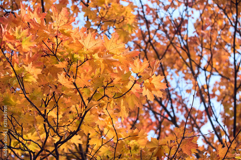 Yellow maple leaves. Beautiful autumn background