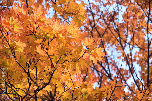 Yellow maple leaves. Beautiful autumn background