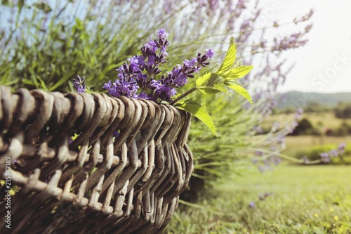 Fototapeta Naklejka Na Ścianę i Meble -  Lavender Flowers in Wicker Basket