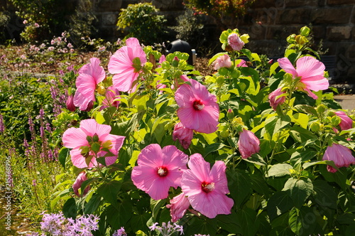 Beautiful Hibiscus rosa-sinensis flowers in a garden at Piazzale Michelangelo in Florence, Italy.  photo