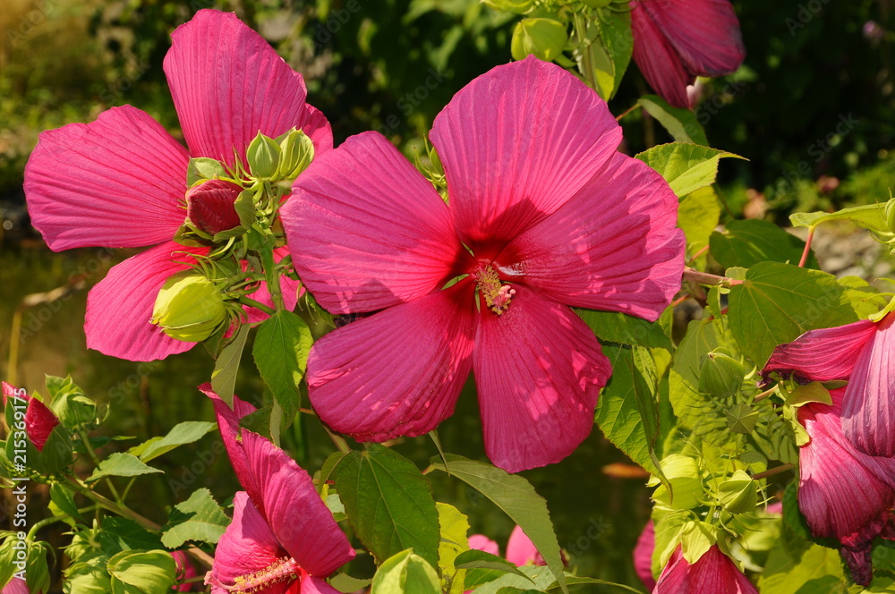 Beautiful Hibiscus rosa-sinensis flowers in a garden at Piazzale Michelangelo in Florence, Italy. Beautiful Hibiscus rosa-sinensis flowers in a garden at Piazzale Michelangelo in Florence, Italy.