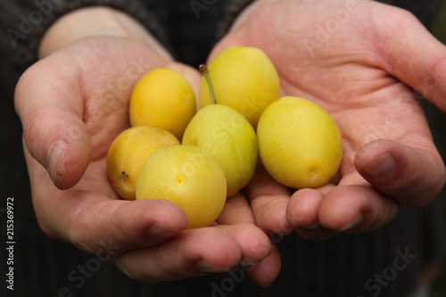 Hands offering yellow plums