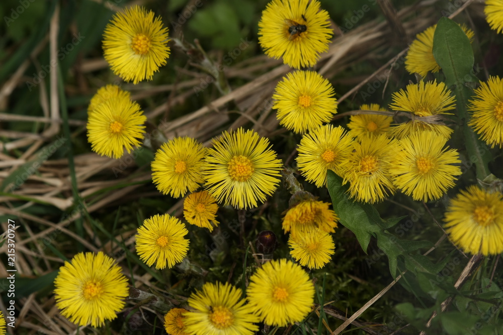 Tussilage (Tussilago farfara) Tussilage (Tussilago farfara)