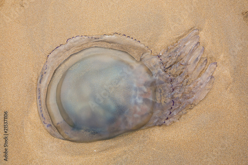 Rhizostoma pulmo or Barrel Jellyfish washed up on the shore at Barafundle Bay in Pembrokeshire, Wales