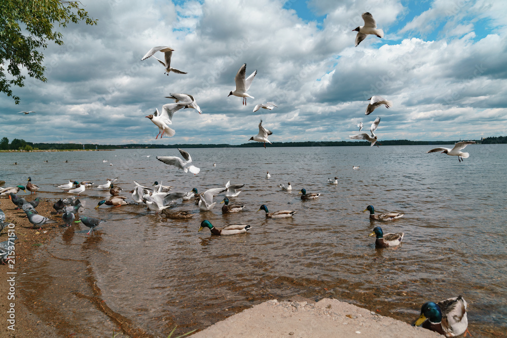 Fototapeta premium gulls and ducks on the embankment of the Valdai lake