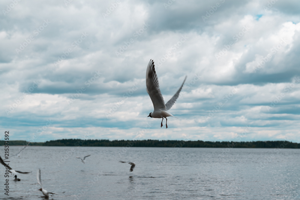 Fototapeta premium gulls and ducks on the embankment of the Valdai lake