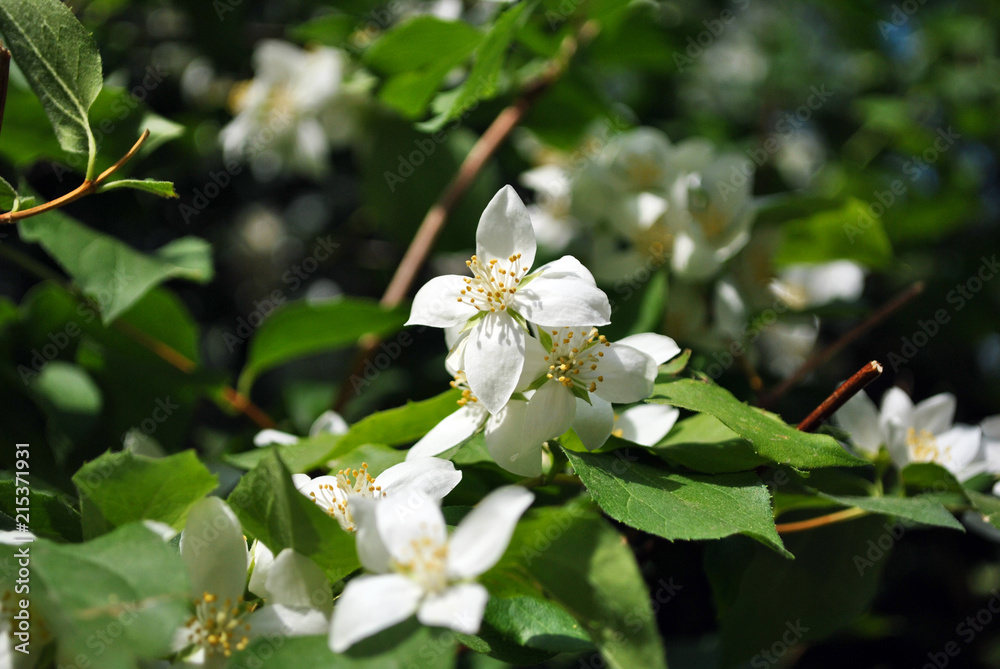 Fototapeta premium White jasmine flowers blooming on bush, dark green blurry background