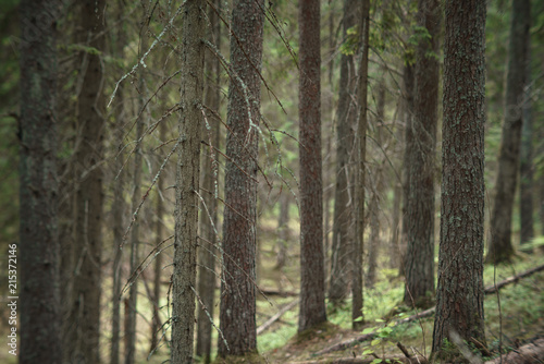 Fototapeta Naklejka Na Ścianę i Meble -  In the Valdai Forest