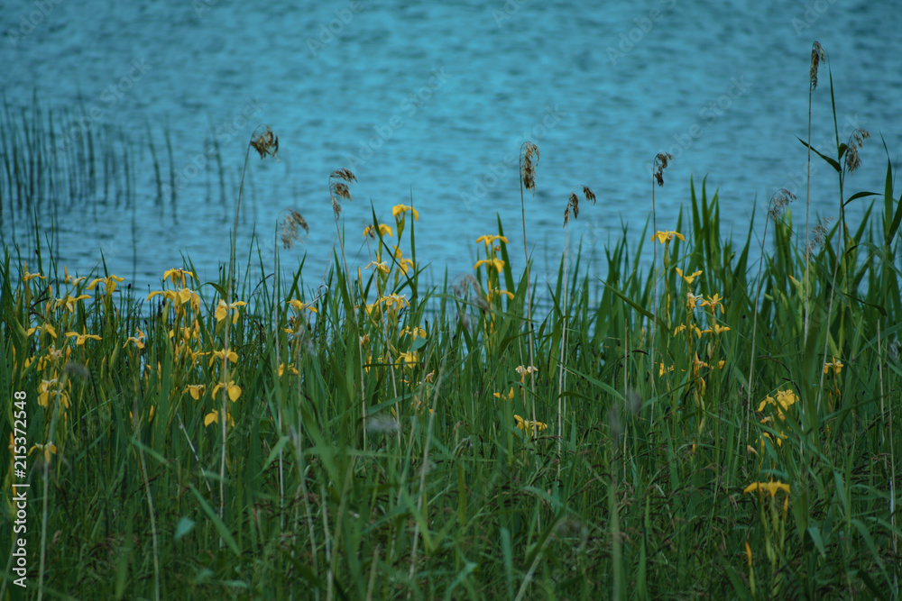 Iris marsh Iris marsh