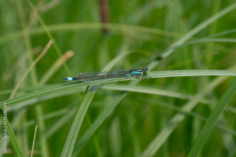 blue dragonfly blue dragonfly