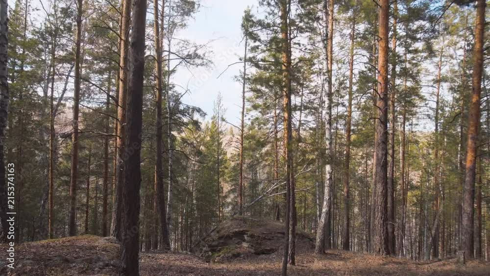 beautiful landscape pine coniferous forest at sunset. tourist place reserve for recreation and tourism beautiful landscape pine coniferous forest at sunset. tourist place reserve for recreation and tourism