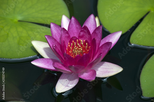 Sydney Australia, purple flowers of the laydekeri fulgens waterlily 
