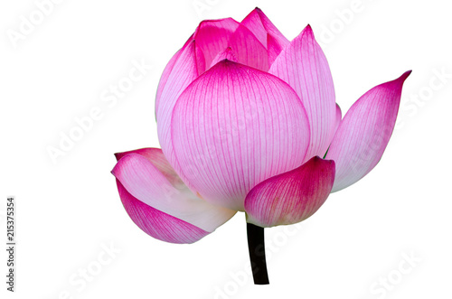 Lotus flower isolated on white background ,clipping path