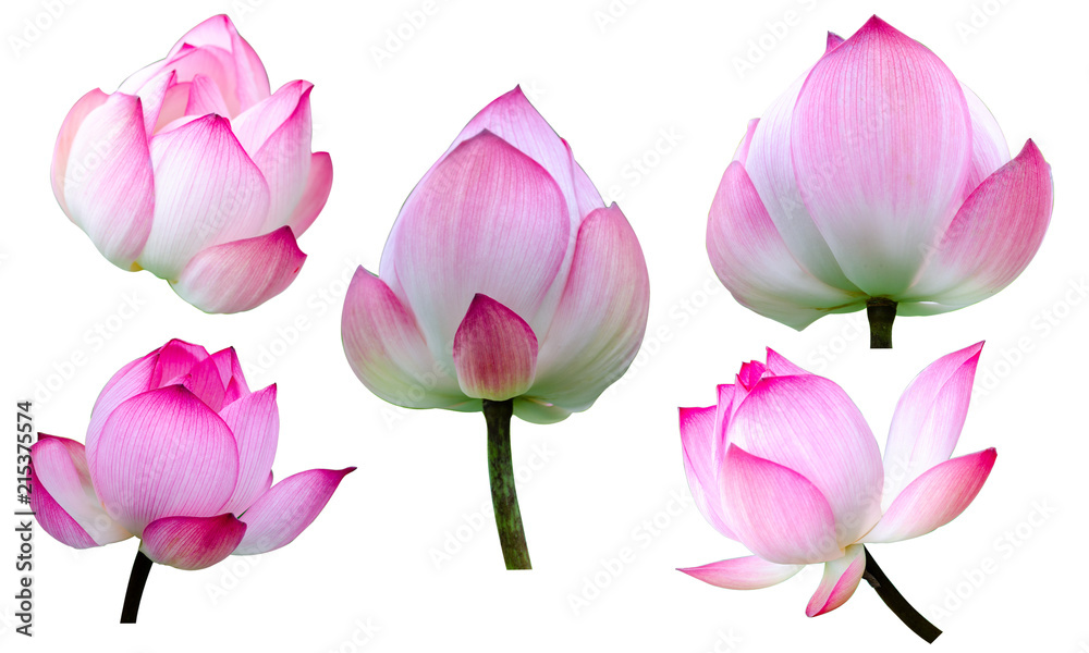 Set of beautiful pink lotus flower isolated on white background,clipping path
