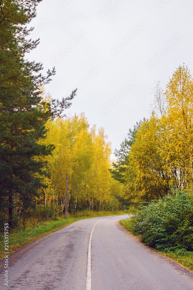 Asphalted road with autumn forest. Vertical composition