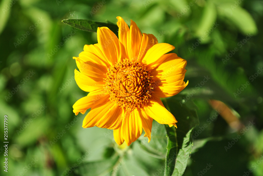 Yellow daisy blooming flower on grass background, top view close up detail Yellow daisy blooming flower on grass background, top view close up detail