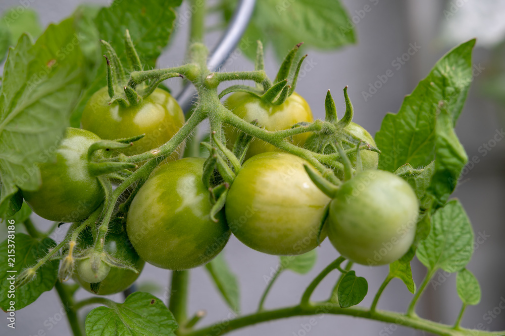 Grüne Tomaten am Strauch Grüne Tomaten am Strauch