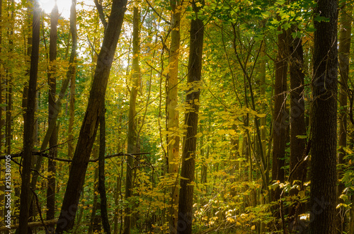 Thick Forest with Sunlight Filtrering Through the tall Trees on a Fall Day