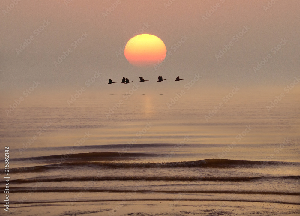 Flight over the Dawn Tide