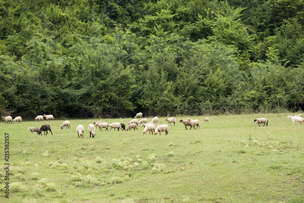 Flock of sheep in the Romanian countryside