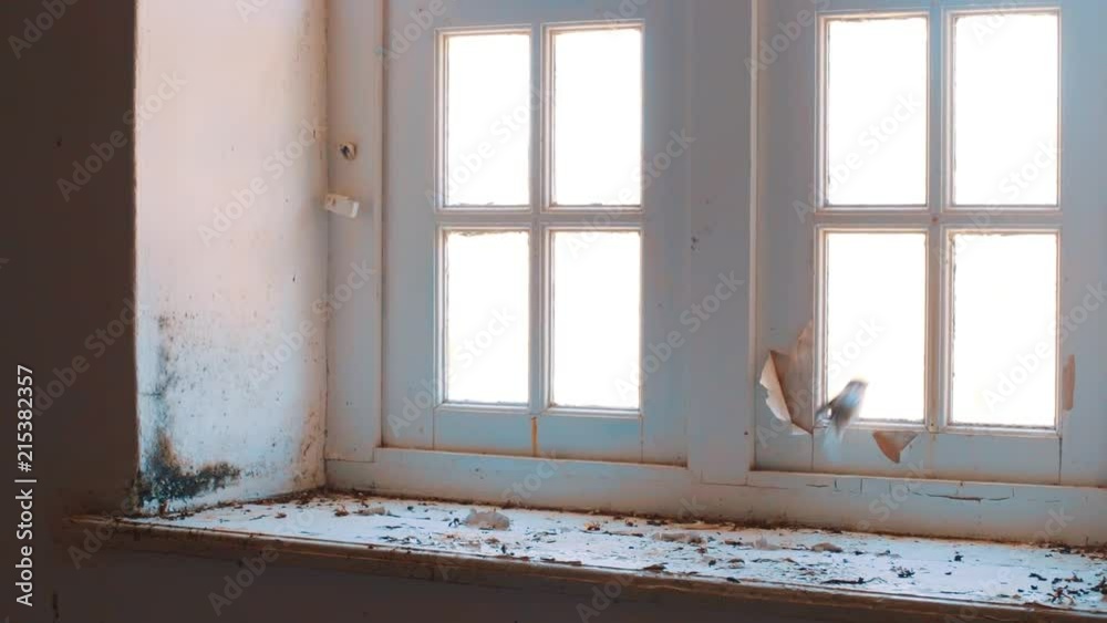 Sparrow fluttering against window in abandoned house Sparrow fluttering against window in abandoned house