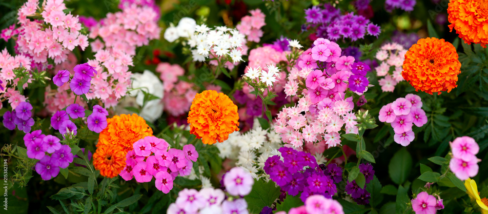 Panorama of colorful summer flowers. Flower bed of phlox and marigold flowers. Panorama of bright summer flowers in urban conditions. - obrazy, fototapety, plakaty 