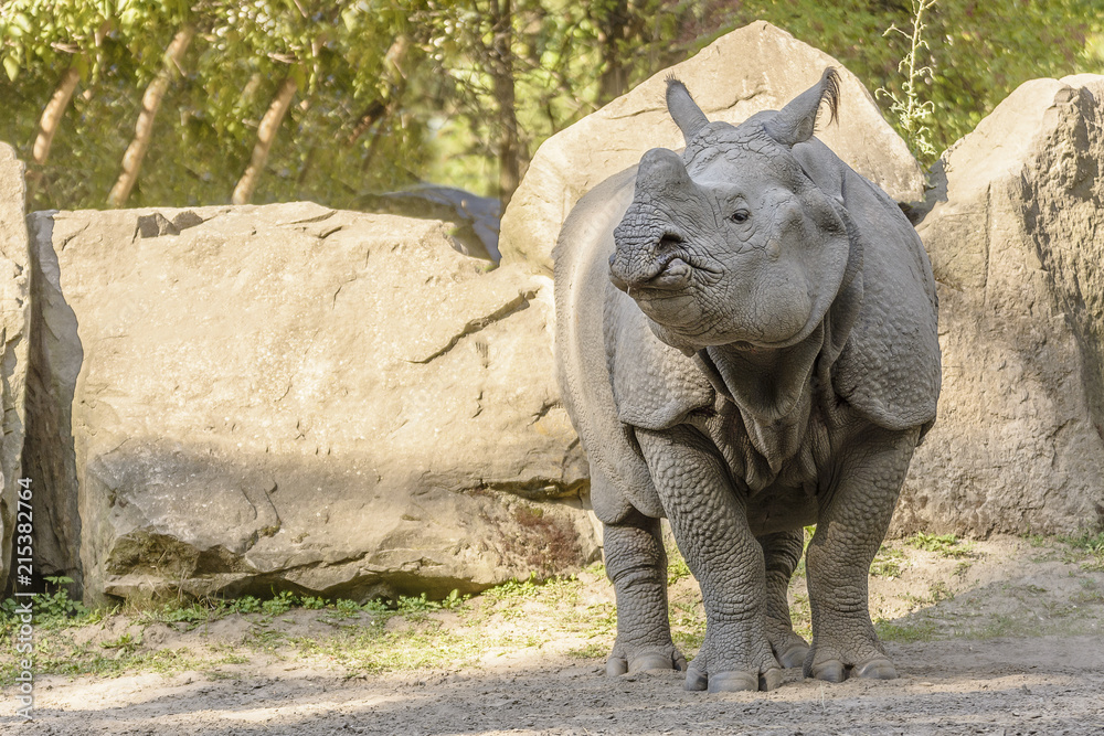 Fototapeta premium Huge Rhinoceros Walk
