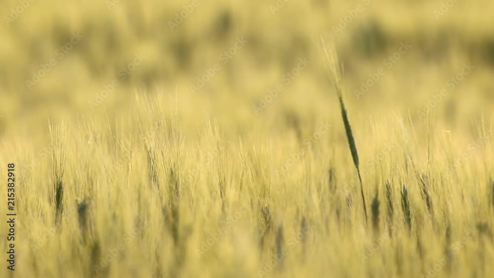 Crop of wheat during the late afternoon weaving back and forth in the wind. Crop of wheat during the late afternoon weaving back and forth in the wind.