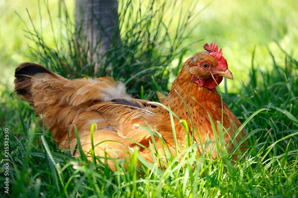 Fototapeta premium Chicken