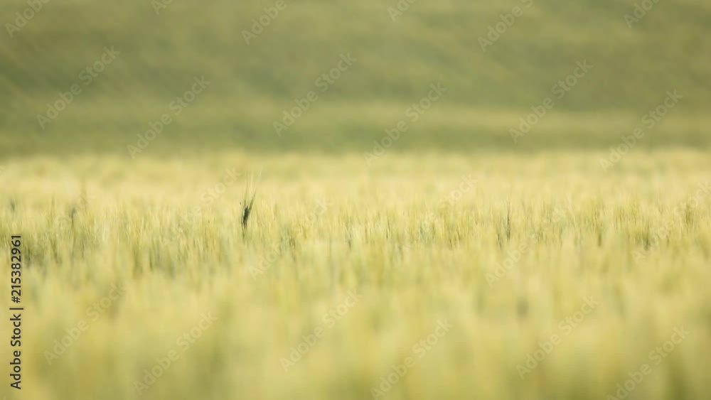 Ripening wheat blowing in the wind during the late afternoon hours. Ripening wheat blowing in the wind during the late afternoon hours.