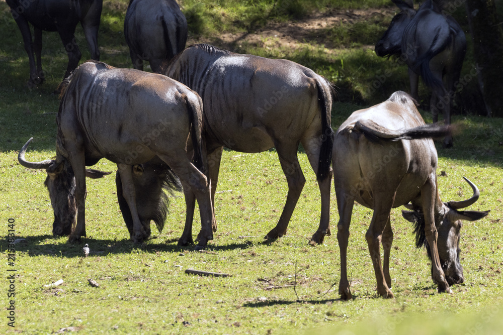 Fototapeta premium protected animals kept in a safari park