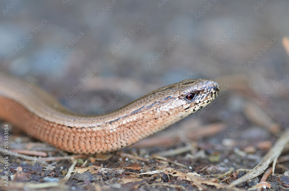 Slow Worm or Blind Worm, Anguis fragilis. Slow Worm or Blind Worm, Anguis fragilis.