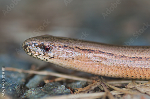 Slow Worm or Blind Worm, Anguis fragilis.