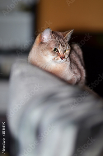 Fototapeta Naklejka Na Ścianę i Meble -  Lying cat, Portrait of Burmilla cat