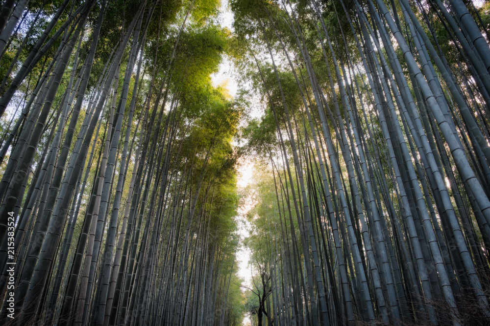 Arashiyama bamboo forest at sunrise in Kyoto Arashiyama bamboo forest at sunrise in Kyoto
