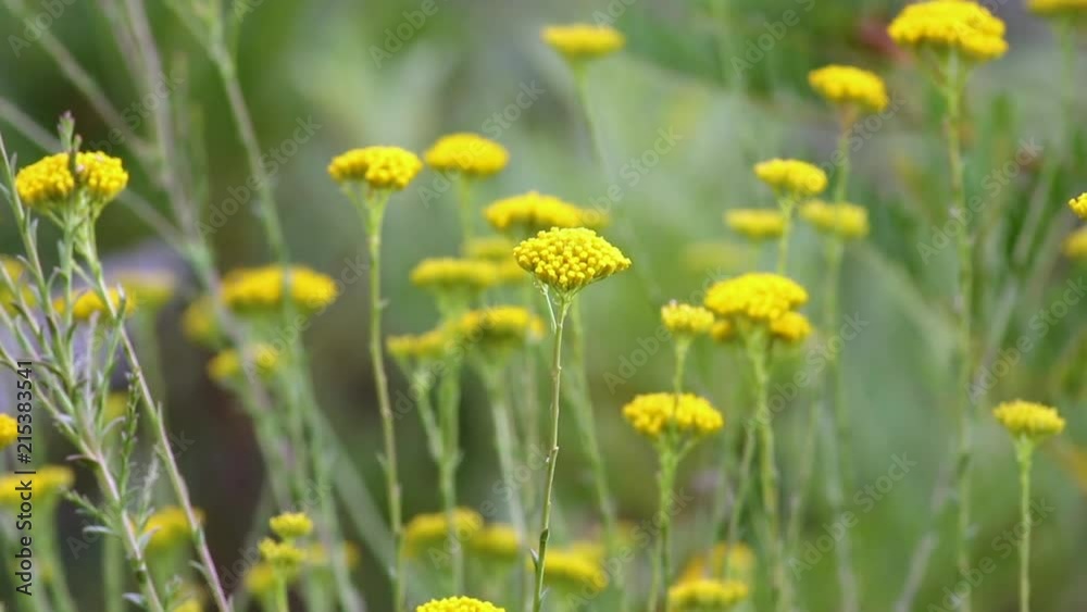 Bright yellow flowers in a nature reserve waving in the wind Bright yellow flowers in a nature reserve waving in the wind