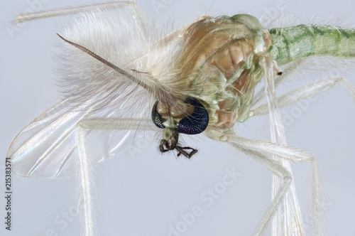 Extreme macro portrait of a Chironomidae mosquito, which is often called a lake fly, chironomid or a nonbiting midge. photo