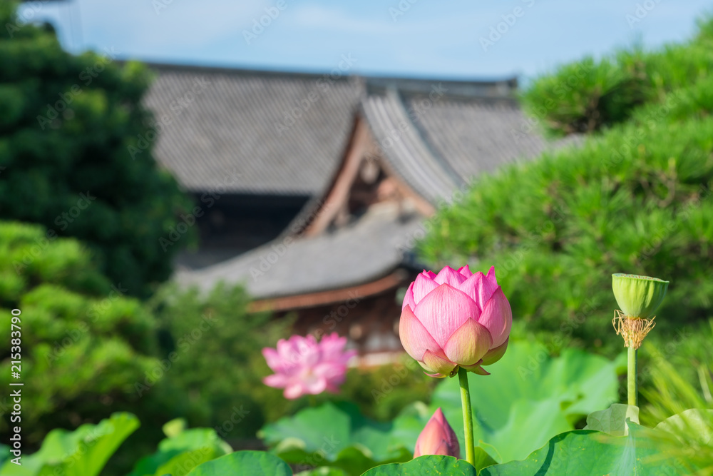 京都 東寺の蓮の花 夏 Stock Photo Adobe Stock