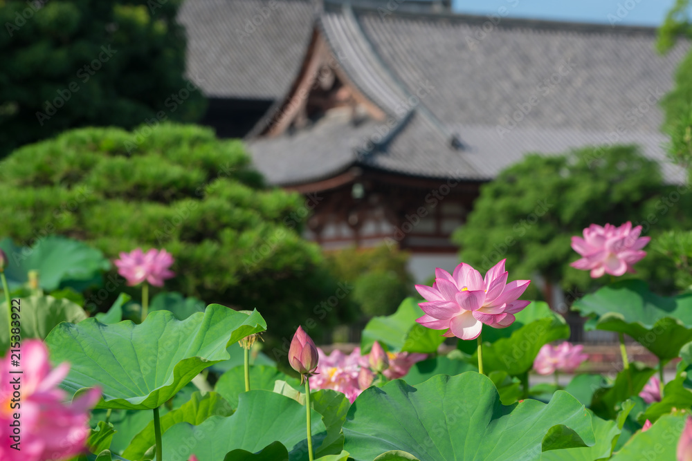 京都　東寺の蓮の花　夏