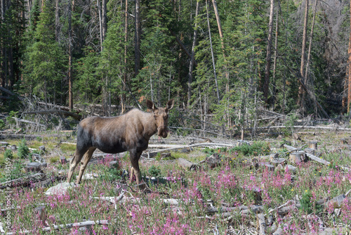Wild Moose in the Rocky Mountains of Colorado