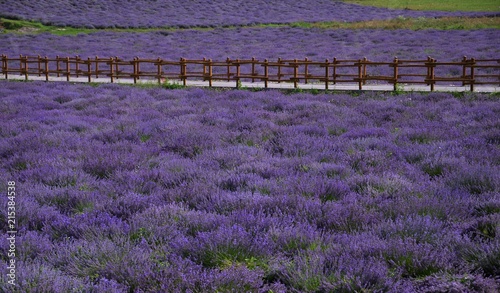 Fototapeta Naklejka Na Ścianę i Meble -  Lavender meadow