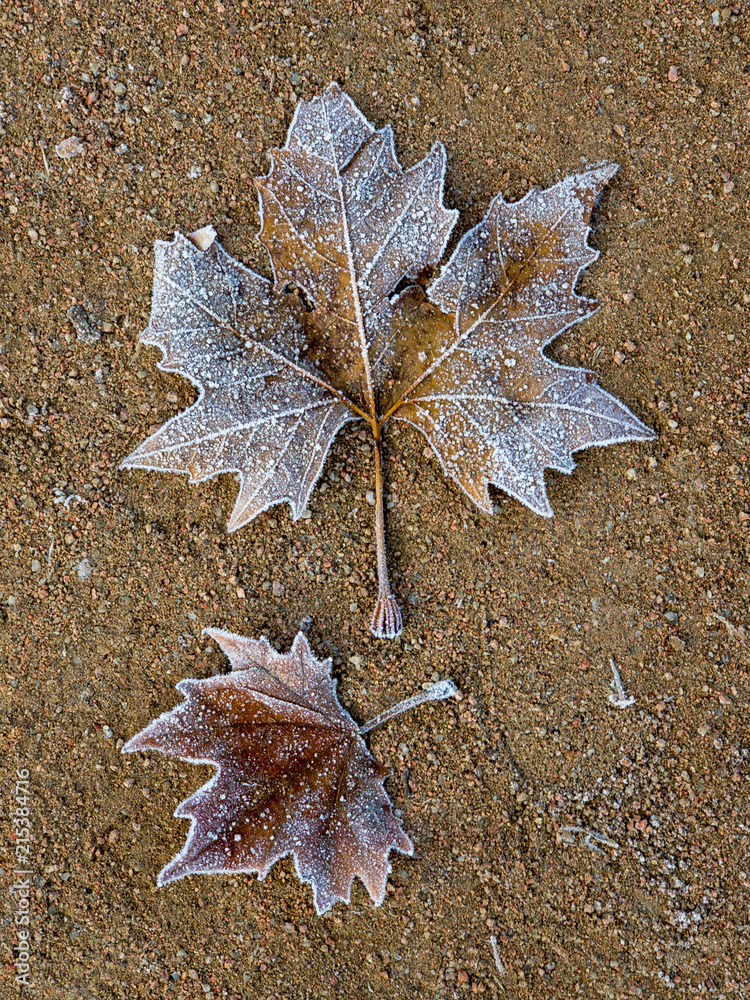 Frozen Leaf
