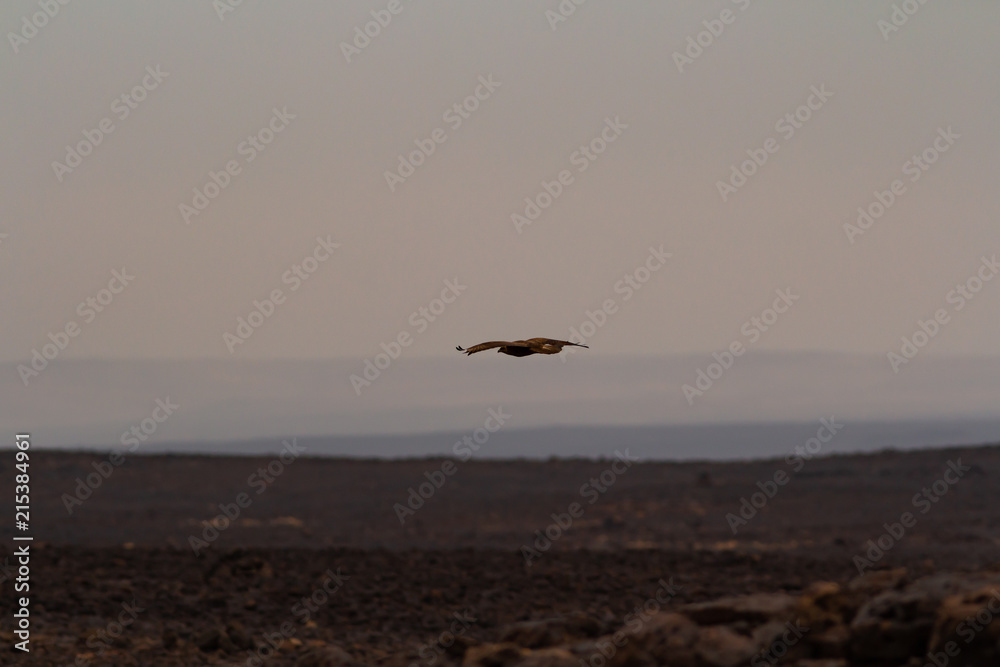 Obraz premium Soaring acciptridae